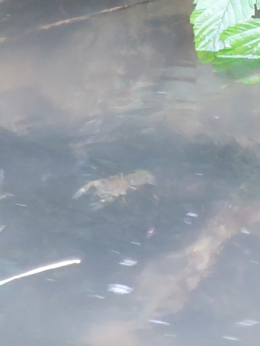 Signal Crayfish