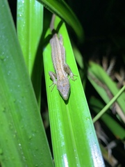 Takydromus stejnegeri