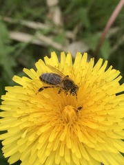 Apis mellifera