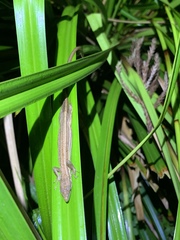 Takydromus stejnegeri