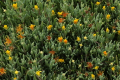 Malephora lutea
