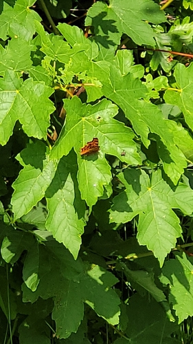 European Comma