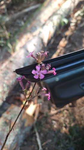 Sticky Catchfly