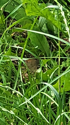 Meadow Brown
