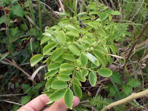 Breynia disticha