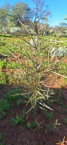 Beef Oak