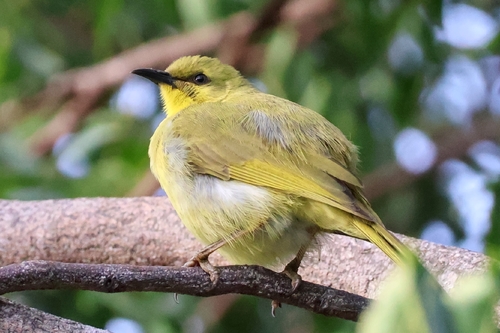 Yellow Honeyeater