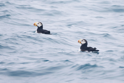 Horned Puffin (Fratercula corniculata), photo 4