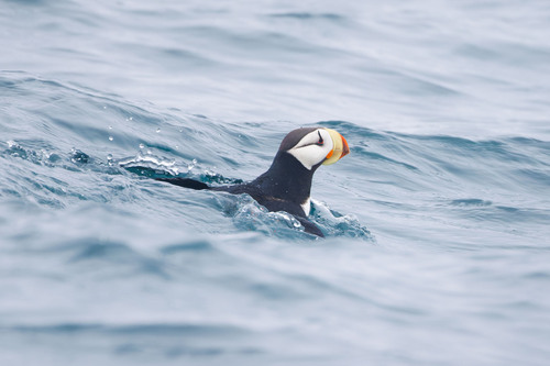 Horned Puffin (Fratercula corniculata), photo 5
