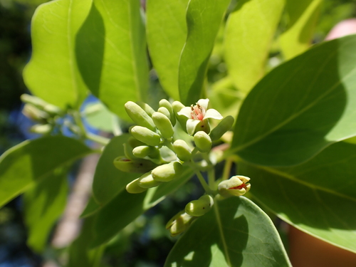 Santalum austrocaledonicum observed 2026-06-07