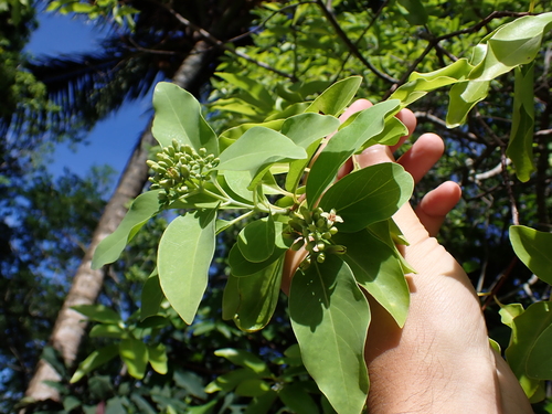 Santalum austrocaledonicum, photograph 1