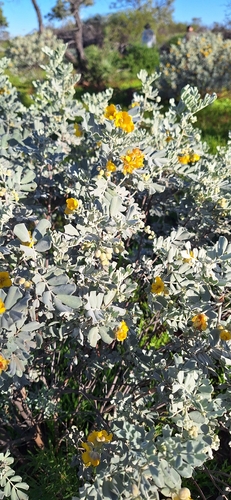 Crinkle Leaf Cassia
