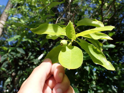 Santalum austrocaledonicum, photograph 2
