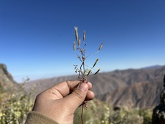 Tagetes multiflora