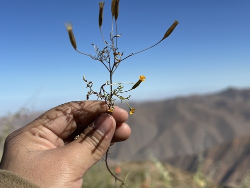 Tagetes multiflora, photograph 1