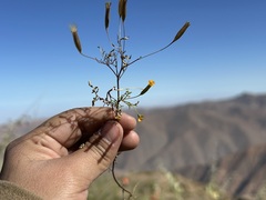 Tagetes multiflora, photograph (c) Staci Oré, some rights reserved (CC BY)