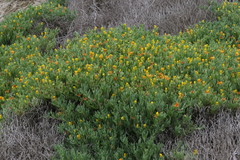 Malephora lutea