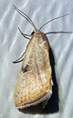Galgula
