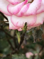 Closterotomus