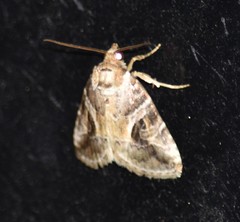 Diastema cnossia