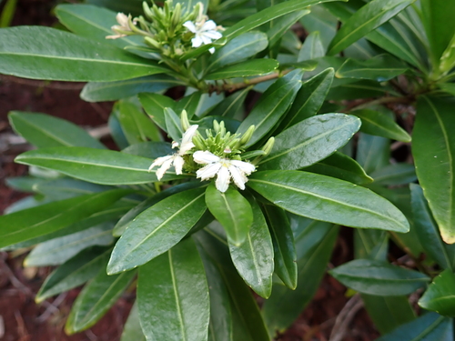 Scaevola cylindrica observed 2026-06-08