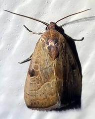 Galgula