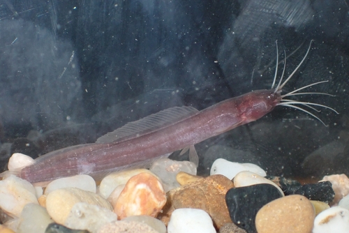 Keli Bladefin Catfish