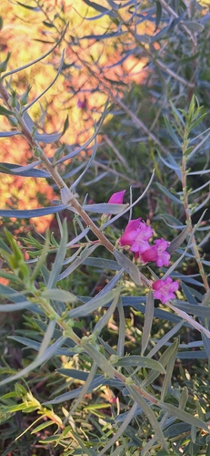 Eremophila laanii