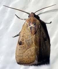 Galgula