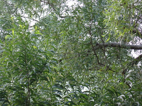 Acacia spirorbis, photograph 4