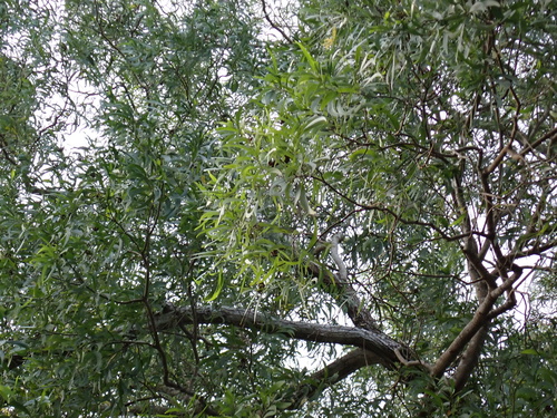 Acacia spirorbis, photograph 5