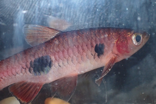 Clown Rasbora