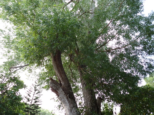 Acacia spirorbis, photograph 6