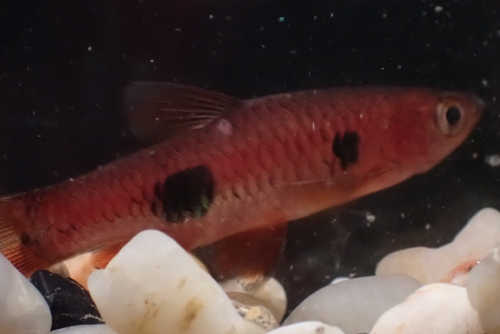 Clown rasbora (Rasbora kalochroma) — Cyprinidae — 5