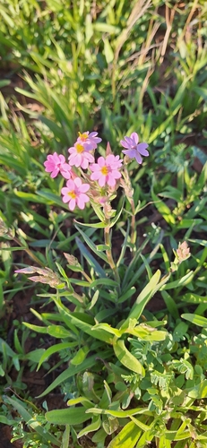 Pink Everlasting