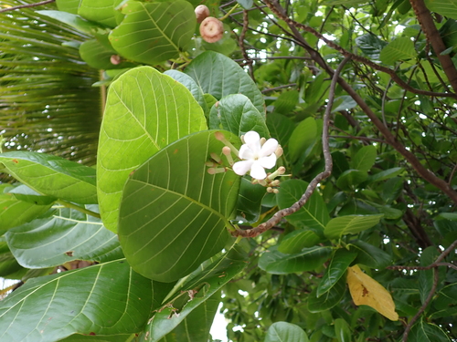 Guettarda speciosa, photograph 6
