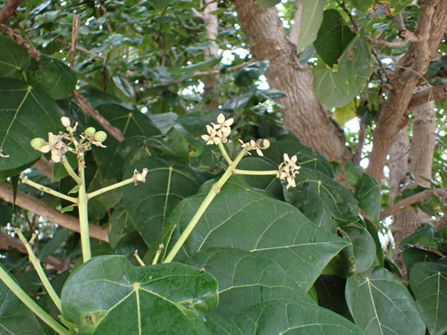 Hernandia nymphaeifolia, photograph 5