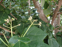 Hernandia nymphaeifolia, photograph (c) Neal Kelso, some rights reserved (CC BY)