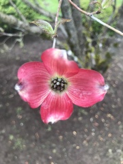 Cornus florida rubra