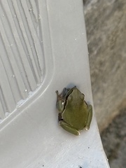 European Tree Frog