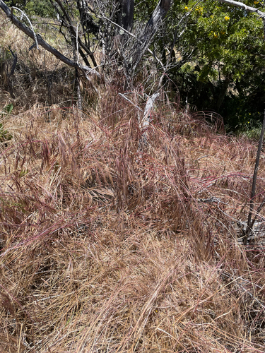 Bromus diandrus observed 2026-06-28
