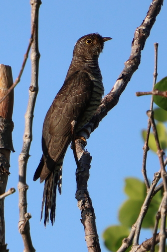 iNaturalist image