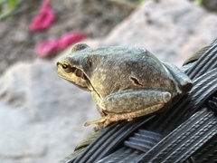 European Tree Frog