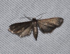 Protoproutia laredoata
