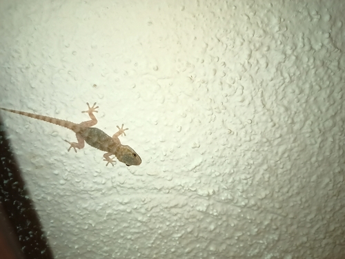 Moorish Gecko