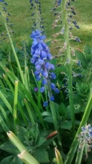 Muscari