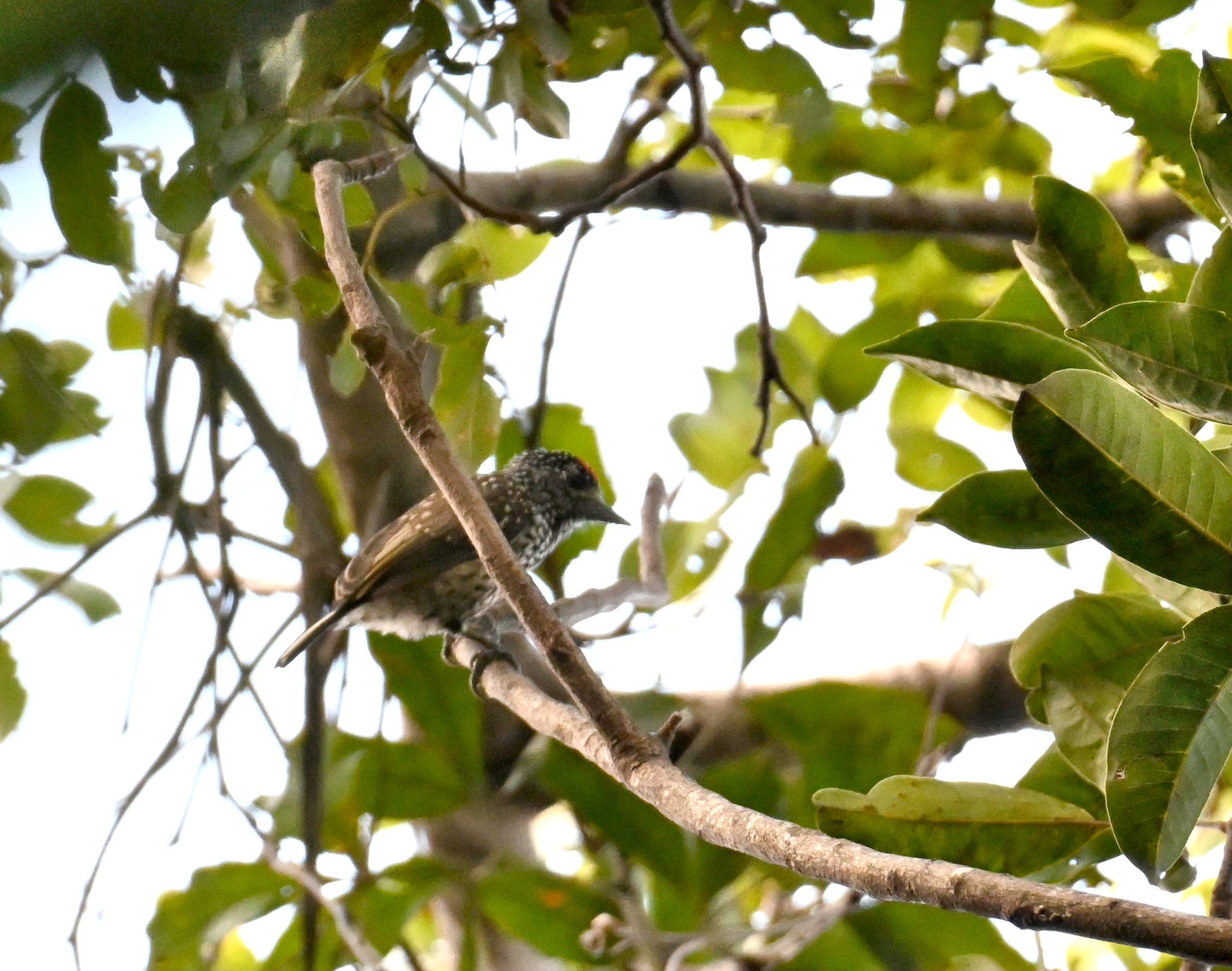 White-wedged Piculet (Picumnus albosquamatus), photo 10