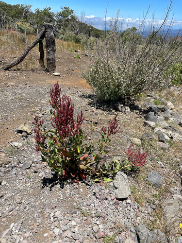 Rumex giganteus observed 2026-06-28