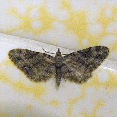 Eupithecia rotundopuncta