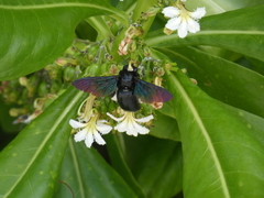Xylocopa iridipennis